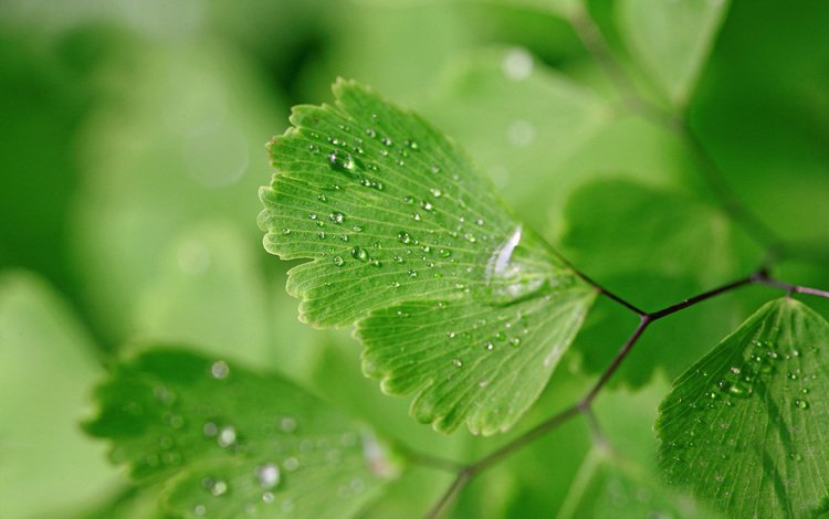 вода, природа, макро, фон, капли, зеленые листья, мокрое, water, nature, macro, background, drops, green leaves, wet
