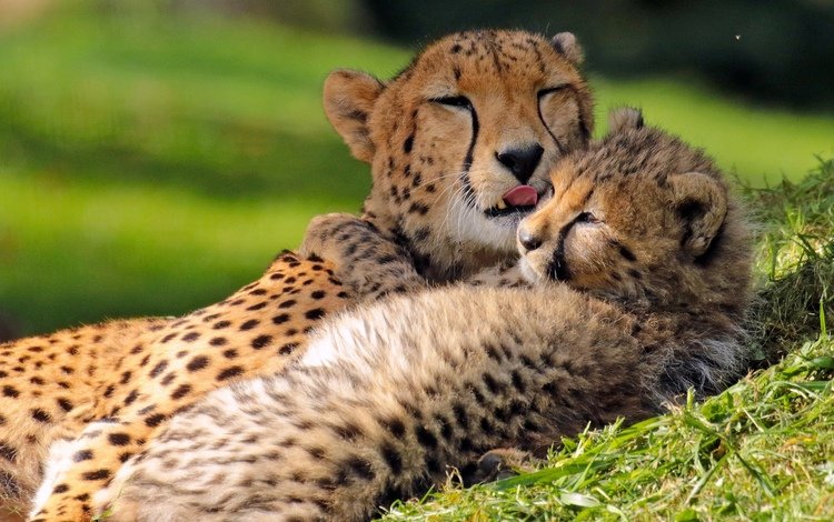 котенок, любовь, детеныш, гепарды, материнство, kitty, love, cub, cheetahs, motherhood