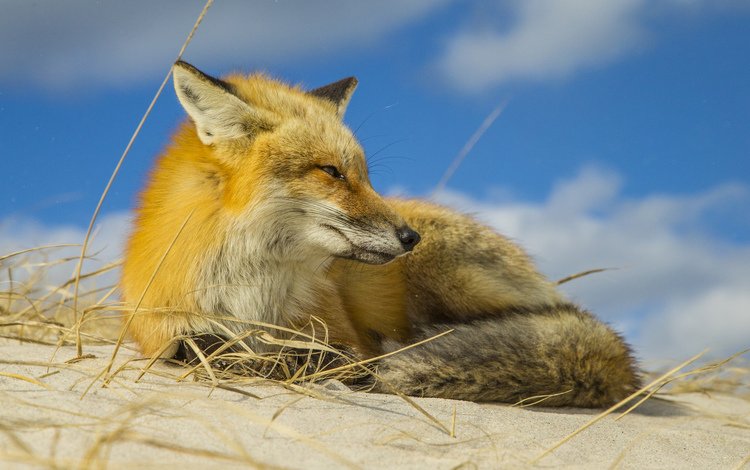 лиса, животное, fox, animal