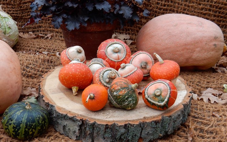осень, урожай, тыквы, тыква, выставка, плоды осени, autumn, harvest, pumpkin, exhibition, fruits fall