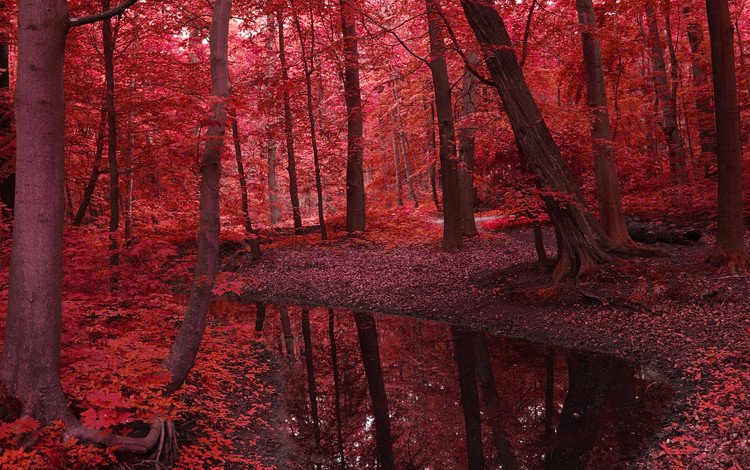 деревья, красота, вода, красное, река, природа, лес, листья, пейзаж, осень, trees, beauty, water, red, river, nature, forest, leaves, landscape, autumn