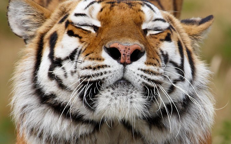 тигр, морда, усы, хищник, животное, окрас, tiger, face, mustache, predator, animal, color