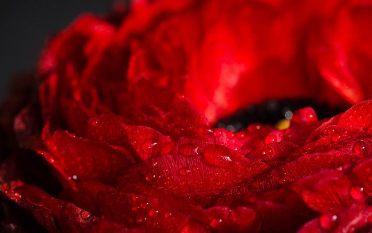 макро, цветок, красный, mireia b. l., macro, flower, red