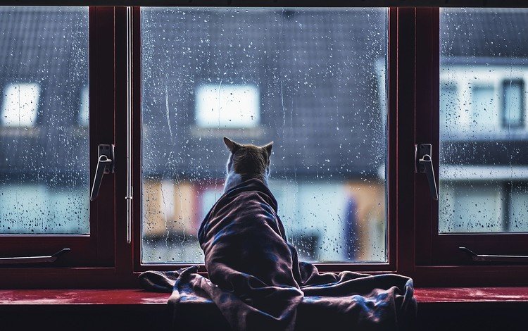 кот, капли, кошка, дождь, окно, стекло, одеяло, cat, drops, rain, window, glass, blanket