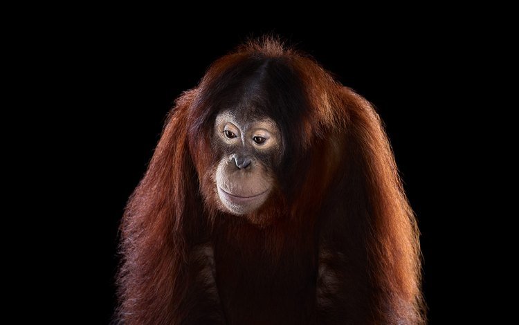 фон, взгляд, обезьяна, орангутан, background, look, monkey, orangutan