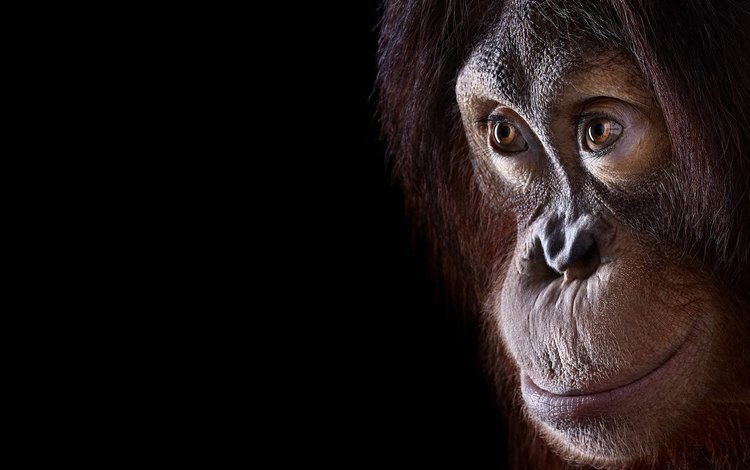 фон, взгляд, обезьяна, орангутан, background, look, monkey, orangutan