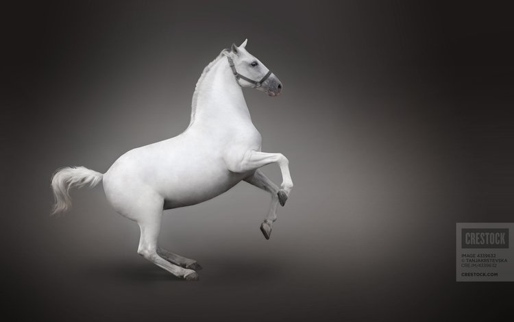 лошадь, белый, конь, вид сбоку, horse, white, side view