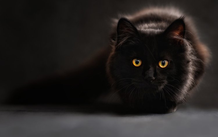 глаза, фон, кот, взгляд, черный, блака, eyes, background, cat, look, black