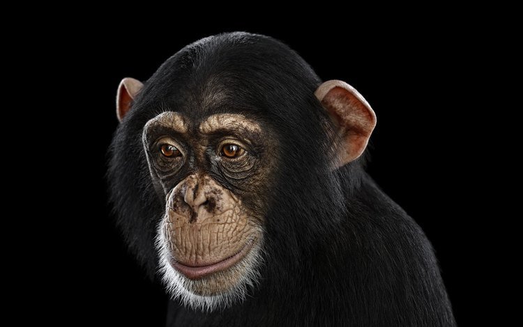 фон, взгляд, черный фон, обезьяна, шимпанзе, chimpanzee, background, look, black background, monkey, chimpanzees