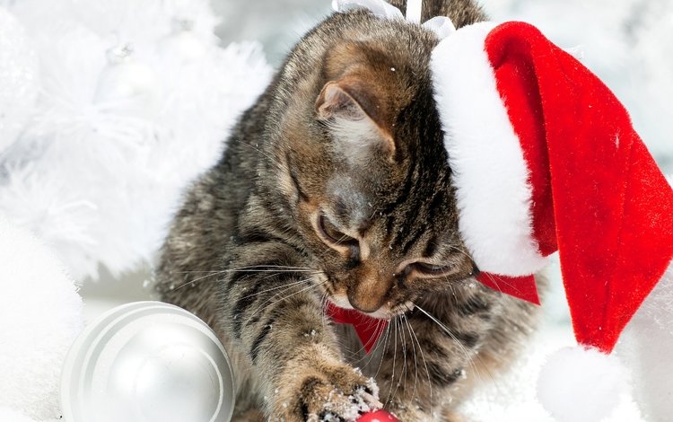 снег, кот, коты, шапка, котята, рождество, елочная, snow, cat, cats, hat, kittens, christmas