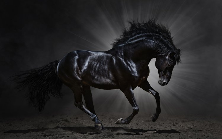 лошадь, вороной, черный, темный фон, животное, конь, грива, бег, копыта, мустанг, mustang, horse, crow, black, the dark background, animal, mane, running, hooves