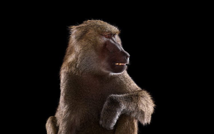 фон, взгляд, обезьяна, бабуин, павиан, background, look, monkey, baboon
