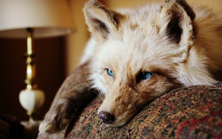глаза, взгляд, лежит, лиса, животное, уши. шерсть, eyes, look, lies, fox, animal, ears. wool