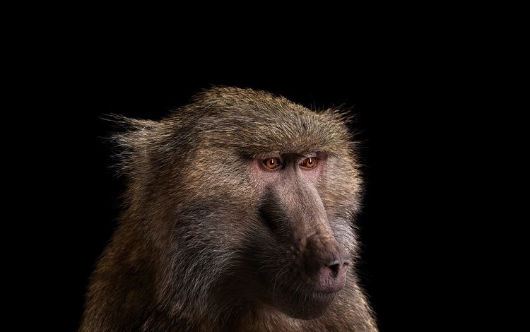 фон, взгляд, обезьяна, бабуин, павиан, background, look, monkey, baboon
