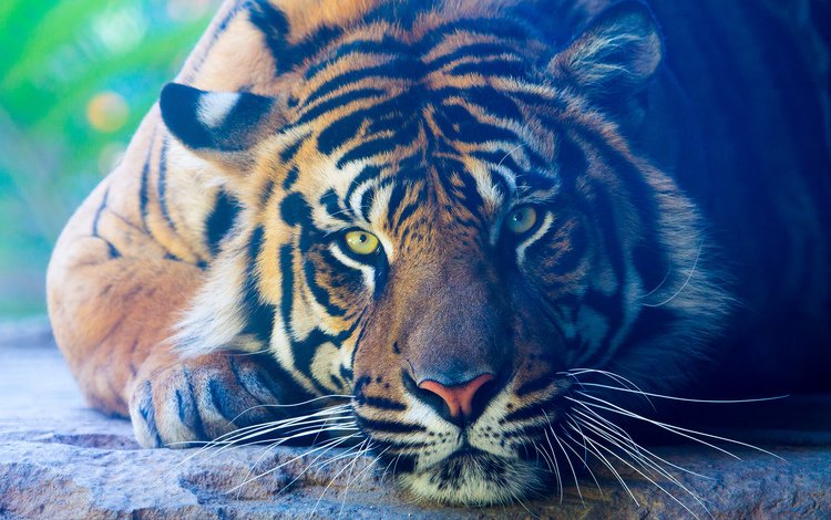 тигр, лапы, взгляд, лежит, хищник, животное, окрас, tiger, paws, look, lies, predator, animal, color