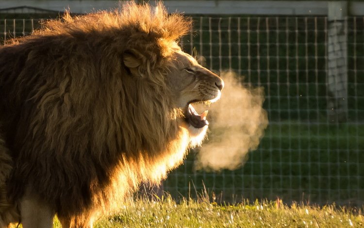 хищник, лев, львёнок, животно е, cold air, yorkshire wildlife park, predator, leo, lion, animals