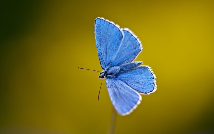 насекомое, бабочка, крылья, усики, стебель, голубянка, insect, butterfly, wings, antennae, stem, blue