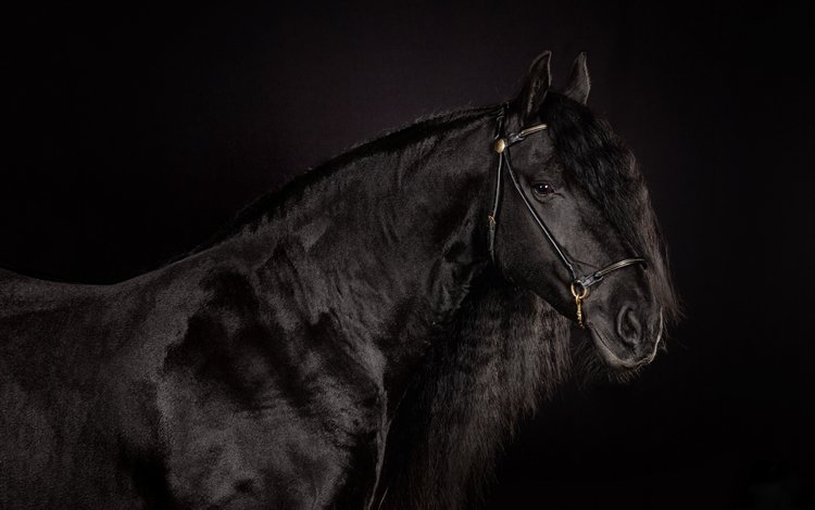 лошадь, фон, черный, черный фон, конь, блака, вороной, horse, background, black, black background, crow