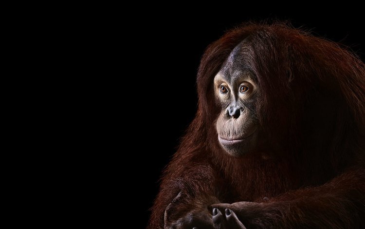 фон, взгляд, черный фон, обезьяна, примат, орангутанг, орангутан, background, look, black background, monkey, the primacy of, orangutan