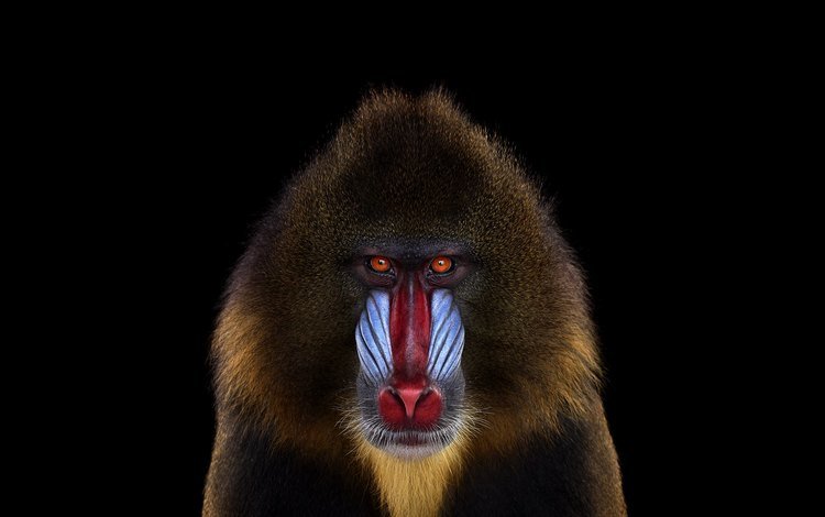 фон, взгляд, обезьяна, мандрил, background, look, monkey, mandrill