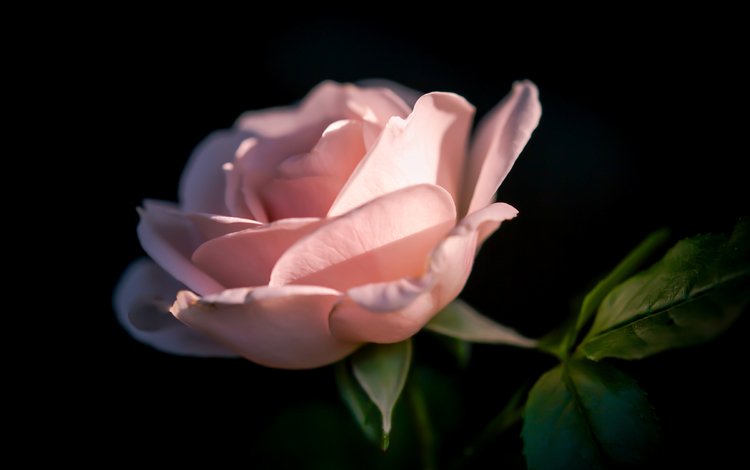 фон, цветок, роза, лепестки, черный фон, background, flower, rose, petals, black background