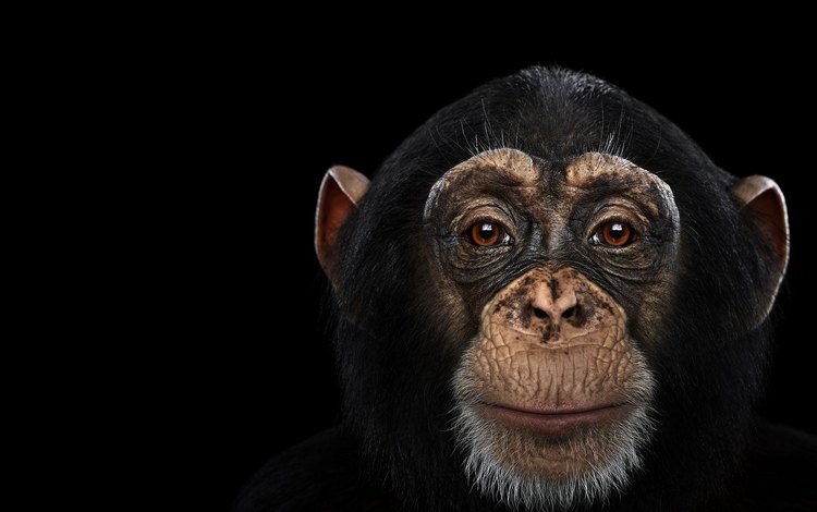 фон, взгляд, обезьяна, шимпанзе, chimpanzee, background, look, monkey, chimpanzees