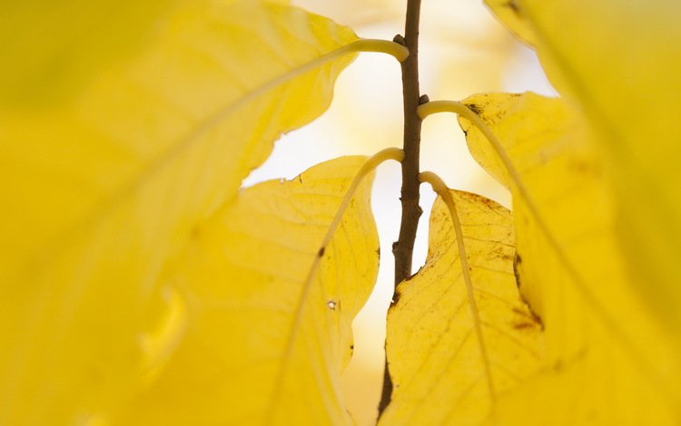 природа, листья, осень, жёлтая, желтые, осен,  листья, nature, leaves, autumn, yellow