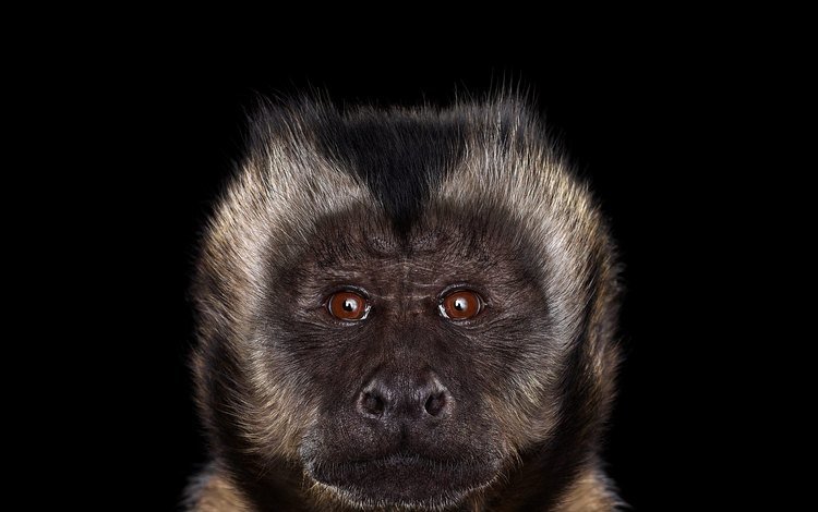 фон, взгляд, черный фон, обезьяна, примат, capuchin monkey, капуцин, background, look, black background, monkey, the primacy of