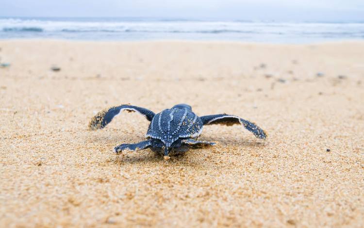 море, песок, черепаха, breeding, sea, sand, turtle