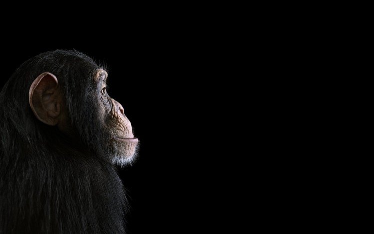 фон, взгляд, профиль, черный фон, обезьяна, примат, шимпанзе, chimpanzee, background, look, profile, black background, monkey, the primacy of, chimpanzees