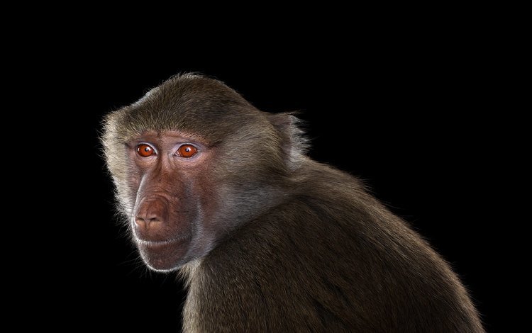 фон, взгляд, обезьяна, примат, бабуин, павиан, background, look, monkey, the primacy of, baboon
