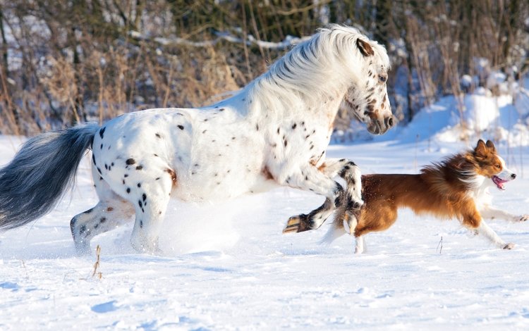лошадь, снег, природа, зима, собака, конь, бег, бордер-колли, cобака, horse, snow, nature, winter, dog, running, the border collie