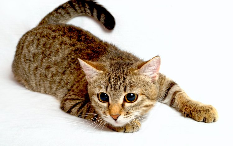 кот, лапы, взгляд, белый фон, животное, хвост, большие глаза, cat, paws, look, white background, animal, tail, big eyes