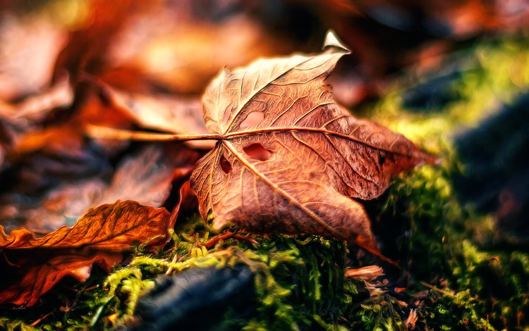 природа, макро, осень, обработка, лист, fading away, nature, macro, autumn, treatment, sheet