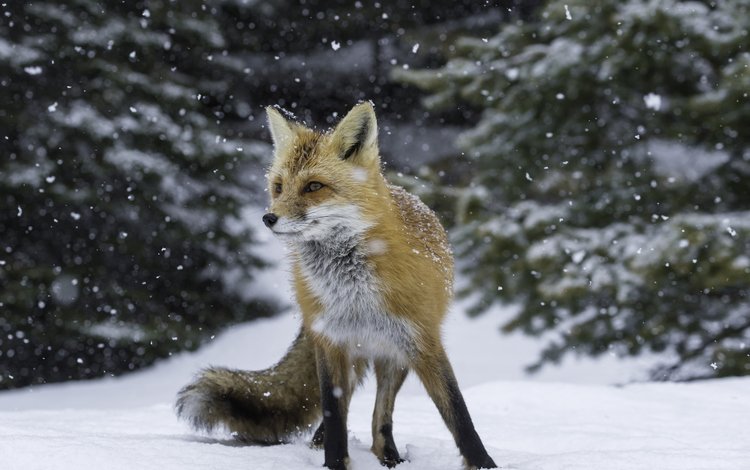 снег, лес, зима, рыжая, лиса, лисица, лис, snow, forest, winter, red, fox