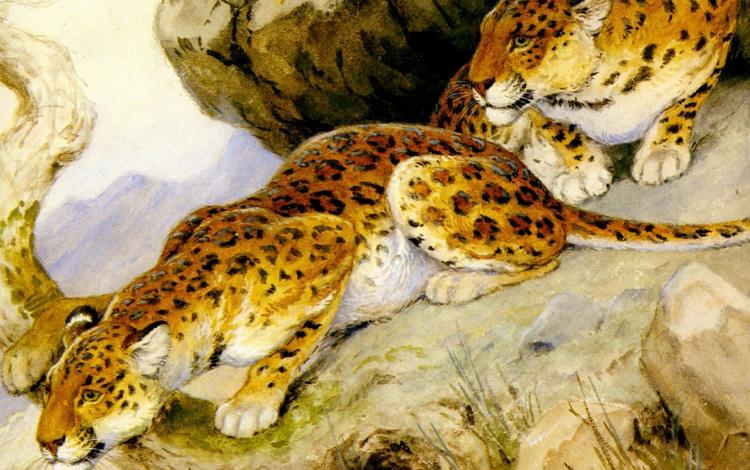 арт, хищники, леопарды, живопись, georges-frederic rotig, art, predators, leopards, painting