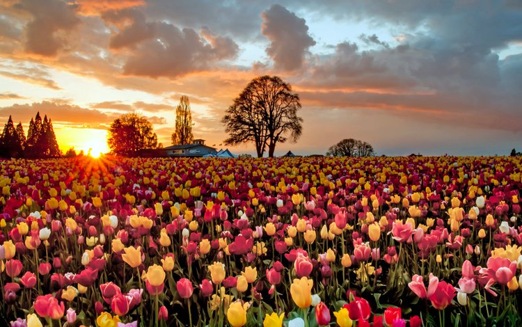 небо, тюльпаны, цветы, деревья, вечер, солнце, закат, поле, дом, the sky, tulips, flowers, trees, the evening, the sun, sunset, field, house