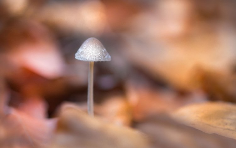 природа, фон, грибы, размытость, гриб, nature, background, mushrooms, blur, mushroom