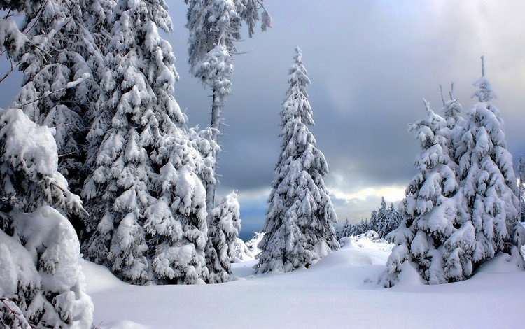 деревья, снег, зима, германия, harz national park, национальный парк гарц, trees, snow, winter, germany, the harz national park