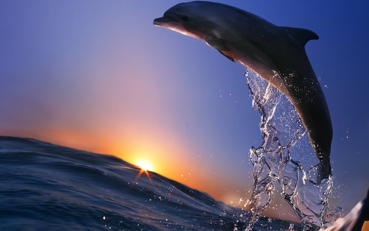 море, брызги, прыжок, океан, животное, дельфин, sea, squirt, jump, the ocean, animal, dolphin