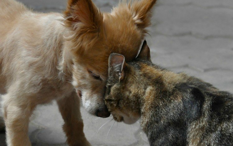 животные, кот, кошка, собака, щенок, дружба, друзья, cобака, животно е, animals, cat, dog, puppy, friendship, friends