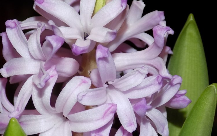 цветы, макро, гиацинт, flowers, macro, hyacinth