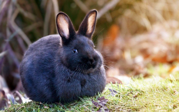 трава, животно е, природа, животные, шерсть, кролик, уши, зайцы, заяц, grass, nature, animals, wool, rabbit, ears, rabbits, hare
