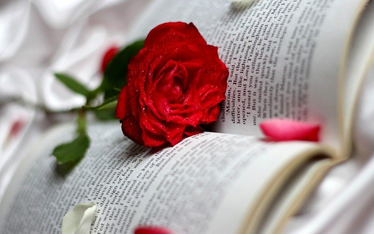 цветок, роза, книга, flower, rose, book