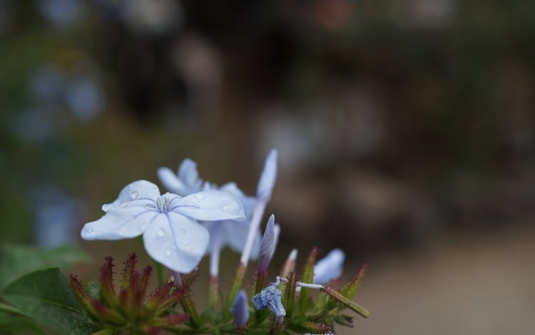 цветок, лепестки, голубые, flower, petals, blue
