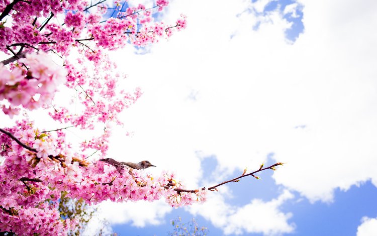 небо, облака, цветение, ветки, лепестки, птица, весна, сакура, the sky, clouds, flowering, branches, petals, bird, spring, sakura