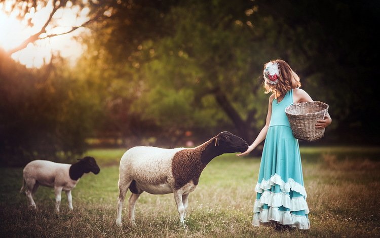 фон, девочка, овцы, background, girl, sheep