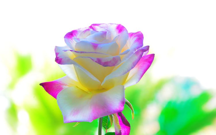 фон, цветок, роза, лепестки, background, flower, rose, petals