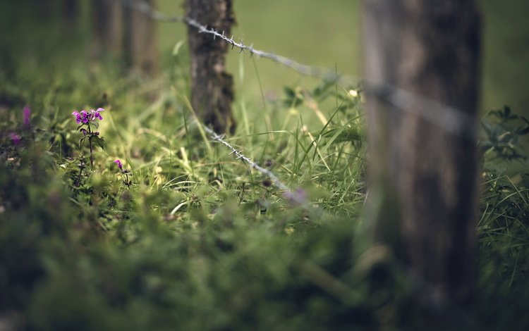 трава, лето, проволока, забор, grass, summer, wire, the fence
