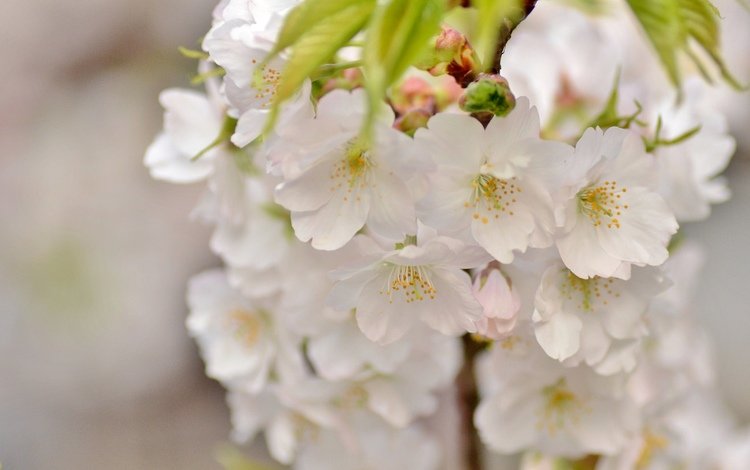 ветка, макро, весна, вишня, сакура, branch, macro, spring, cherry, sakura